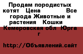 Продам породистых котят › Цена ­ 15 000 - Все города Животные и растения » Кошки   . Кемеровская обл.,Юрга г.